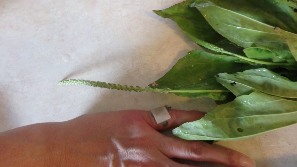 bee sting remedy npr bee sting remedy npr