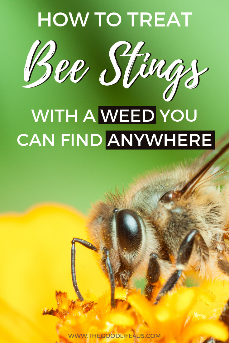 How to Treat Bee Stings: Home Remedy - thegoodlife4us